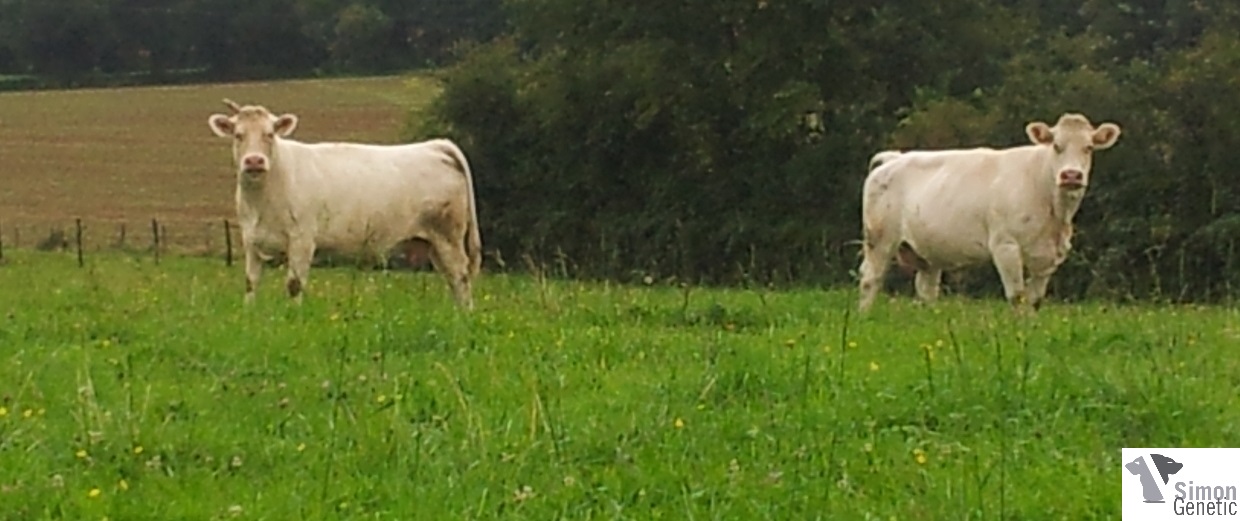 vaches
