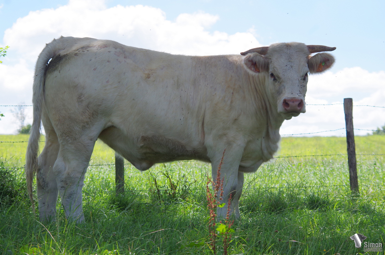 louisianevingtquatre