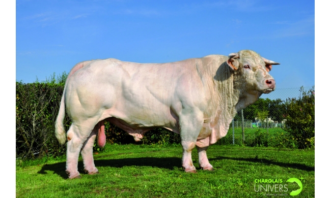 01charolaisaiglon-grand_visuel