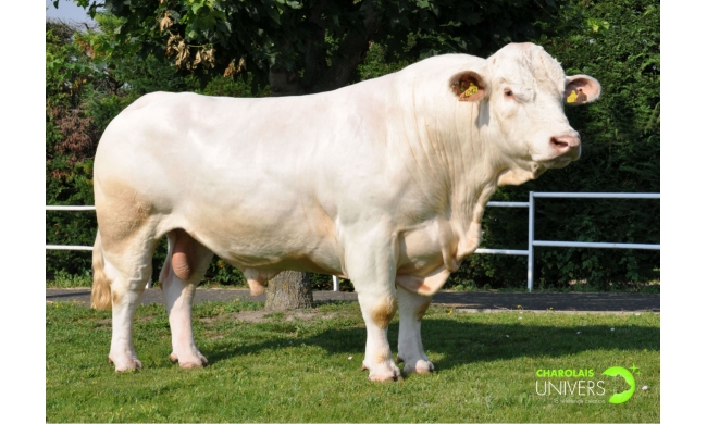 01charolaisdallassc-grand_visuel