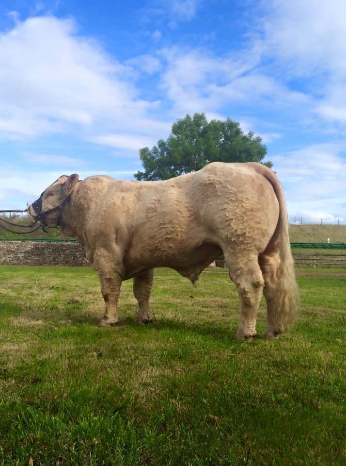 15128689_1819316724976228_1386127591_n