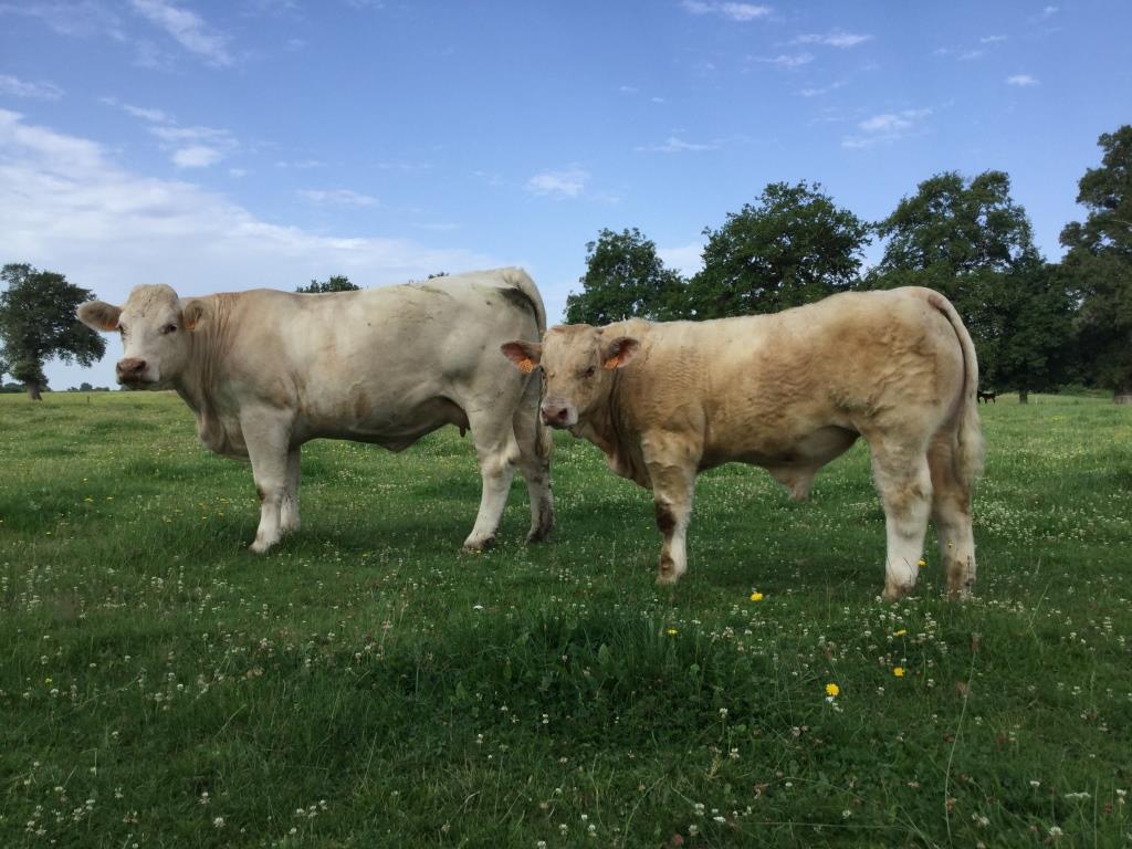 nice-dream-mere-08-07