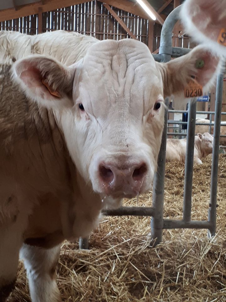 82116860_2895987610518750_6184017689443303424_o